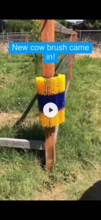 CG - Livestock Scratching Brush Co | Brushes, Combs & Rakes | Grooming | Dog - Image 5